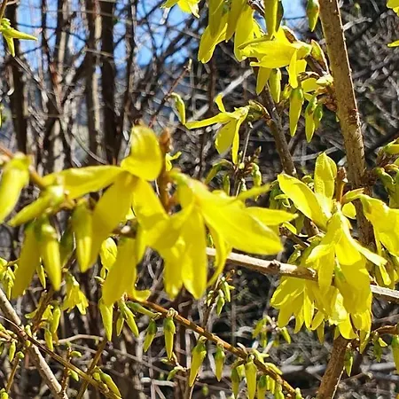 Alpenliebe Montafon Appartamento *