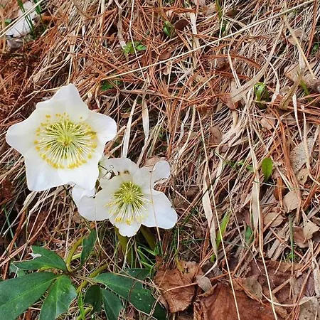 Alpenliebe Montafon דירה סילברטל