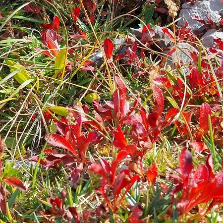 Alpenliebe Montafon Appartamento Silbertal