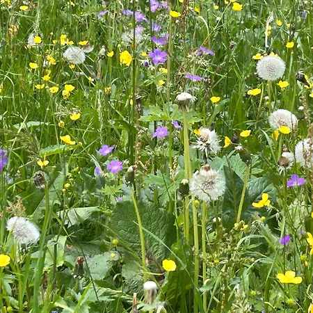 Appartamento Alpenliebe Montafon *