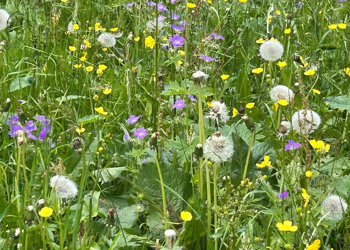 Apartment Alpenliebe Montafon *